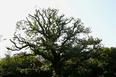 Tree Services Image